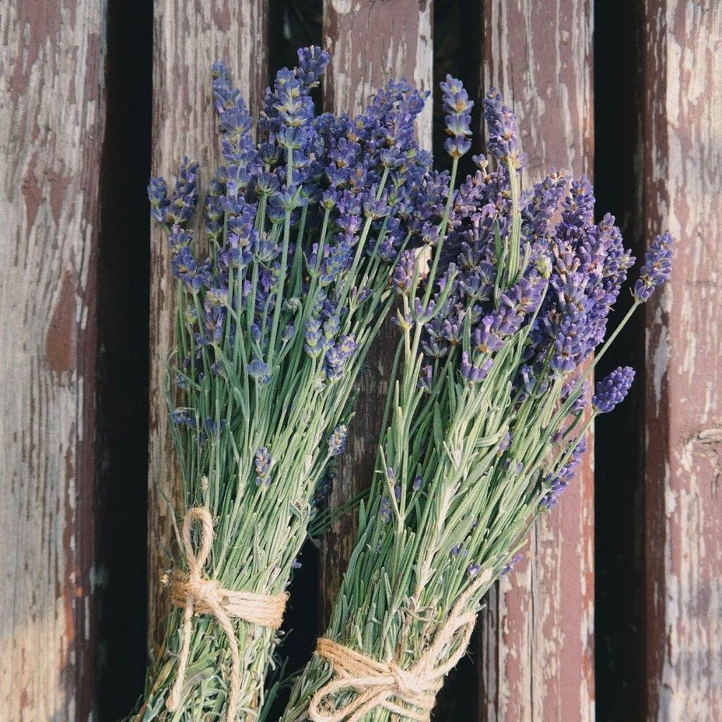 Lavender Seeds - English (Vera)