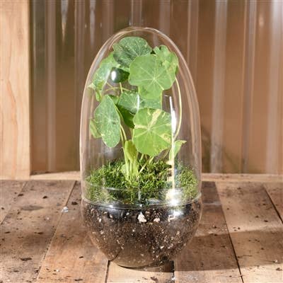 Sole Terrarium, Glass - Oval, Lrg