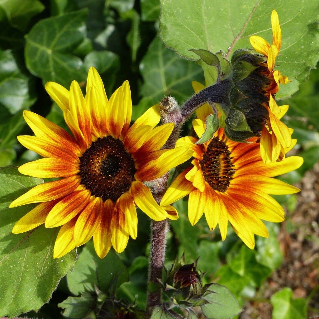 Sunflower Seeds - Autumn Beauty