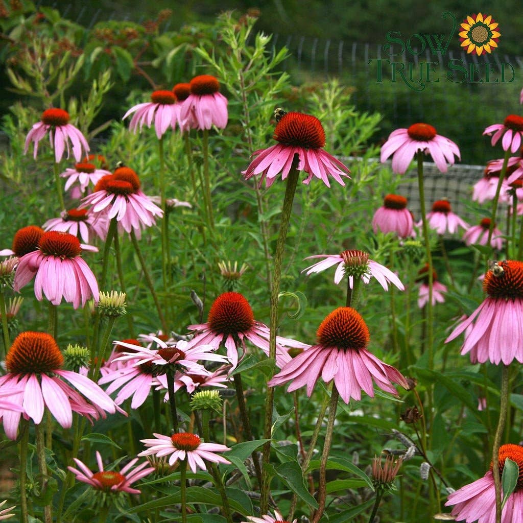 Echinacea Seeds - Purple Coneflower