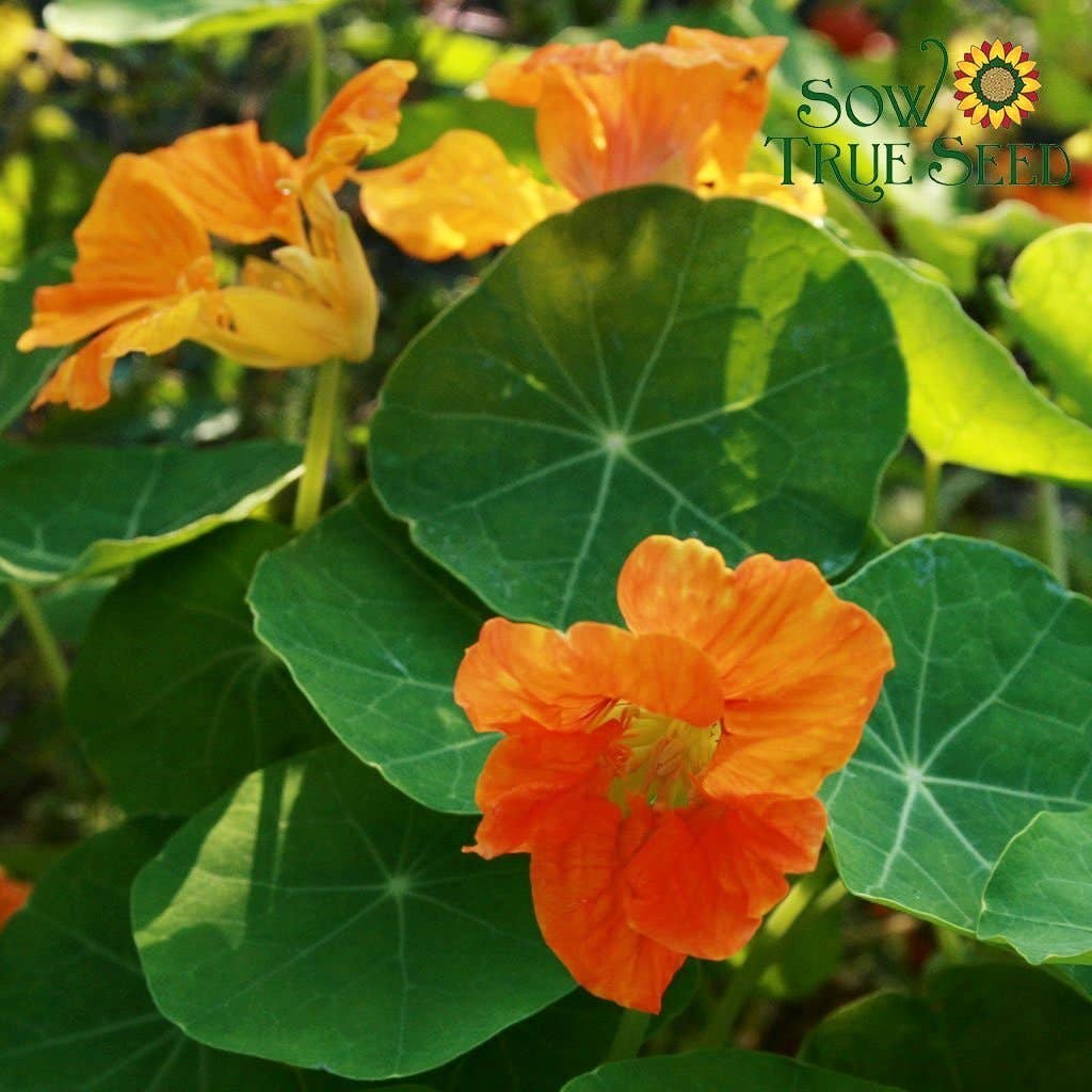 Nasturtium Seeds - Dwarf Jewel Mix