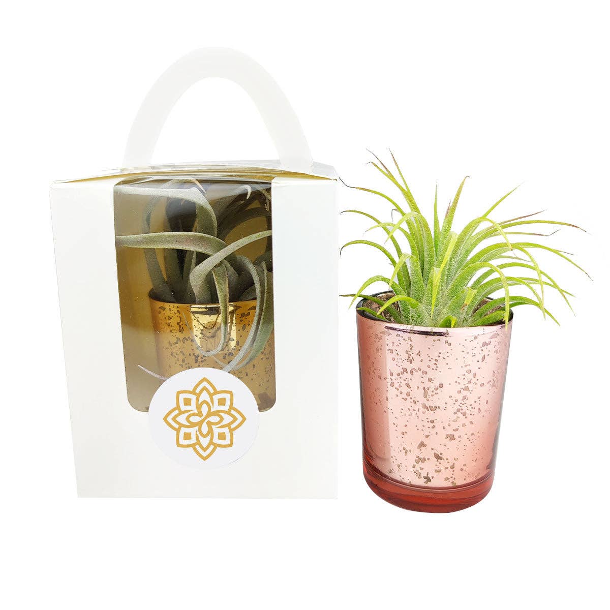 Plant Carrier Bag, Succulent Gift Box, Holiday Gift Ideas