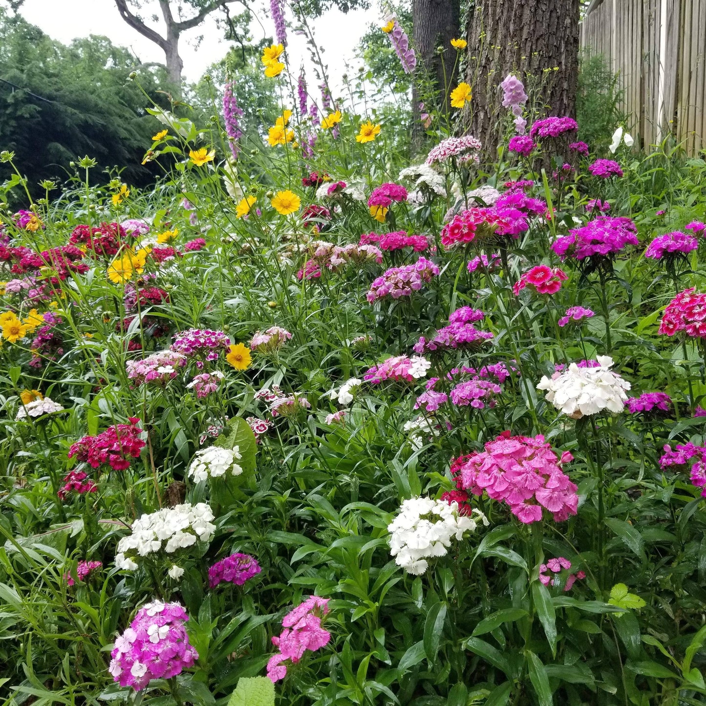 Flower Seed Mix - Partial Shade