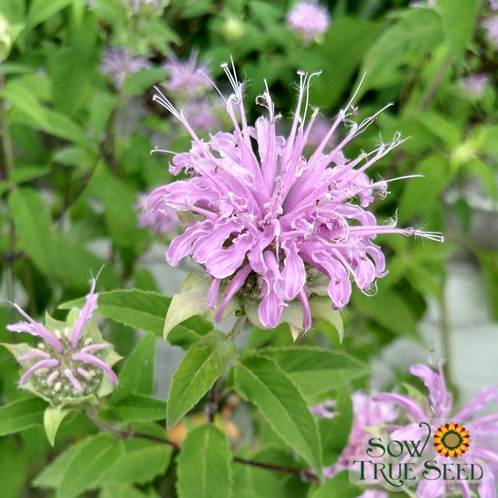 Bee Balm Seeds- Lemon Mint