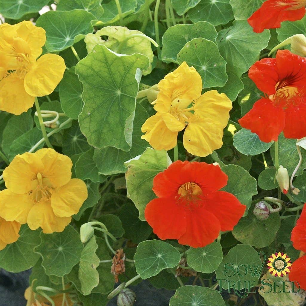 Nasturtium Seeds - Dwarf Jewel Mix