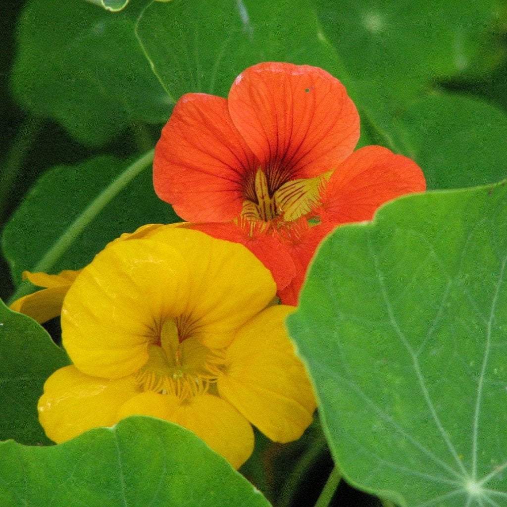 Nasturtium Seeds - Dwarf Jewel Mix