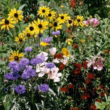 Flower Seed Mix - Hummingbird, Butterfly, Songbird