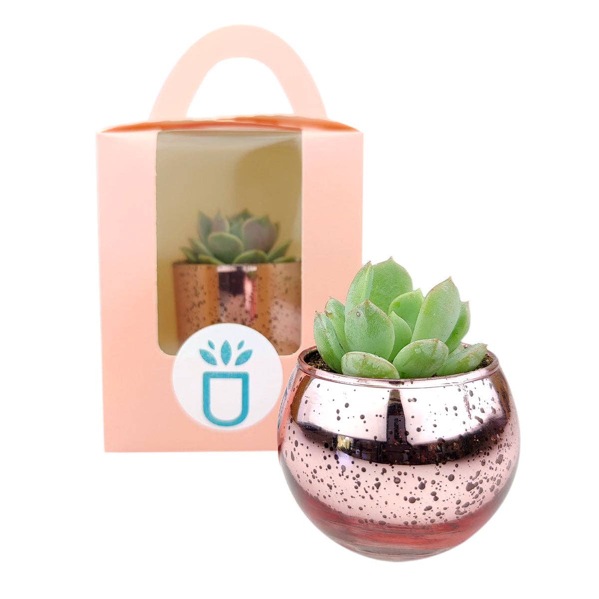 Plant Carrier Bag, Succulent Gift Box, Holiday Gift Ideas