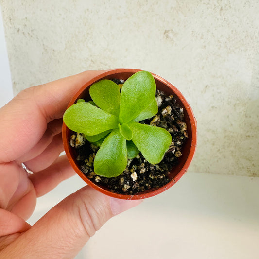 Pinguicula ‘Razzberry Blonde’ – Bareroot
