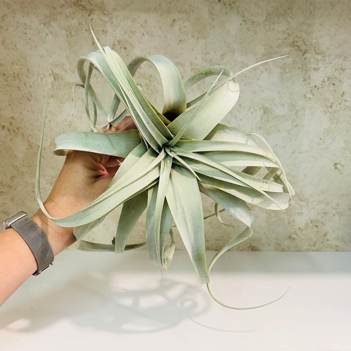 Tillandsia Xerographica