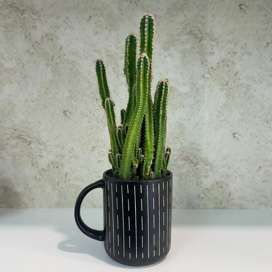 Custom-Planted Fairy Tale Cactus in Southwestern Mug