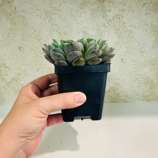 Echeveria ‘Rainy Day’ in 4 inch pot