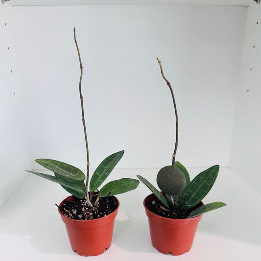 Hoya Elliptica in 2” pot