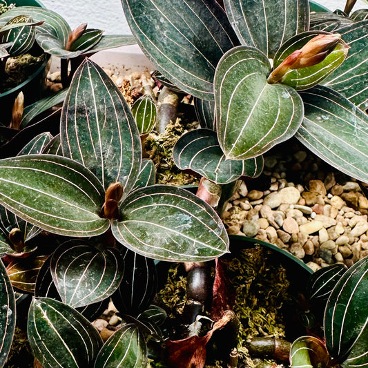 Jewel Orchid Ludisia Discolor in 4” pot