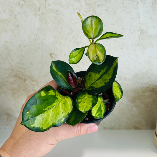 Hoya Lisa