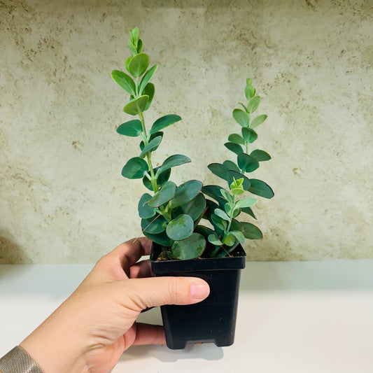 Marnier’s Kalanchoe – 4 Inch Pot