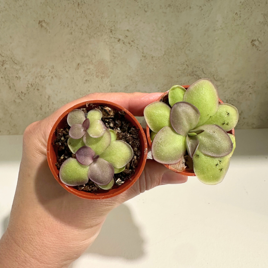 Pinguicula Leilani (Jewel Butterwort)