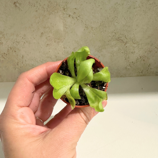 Pinguicula Marciano (Butterwort)