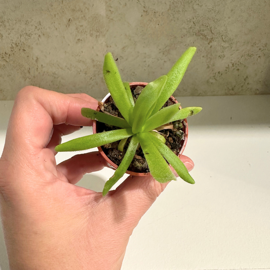 Pinguicula Martinezii x Moctezumae (Butterwort)