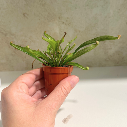 Sarracenia Scarlet Belle