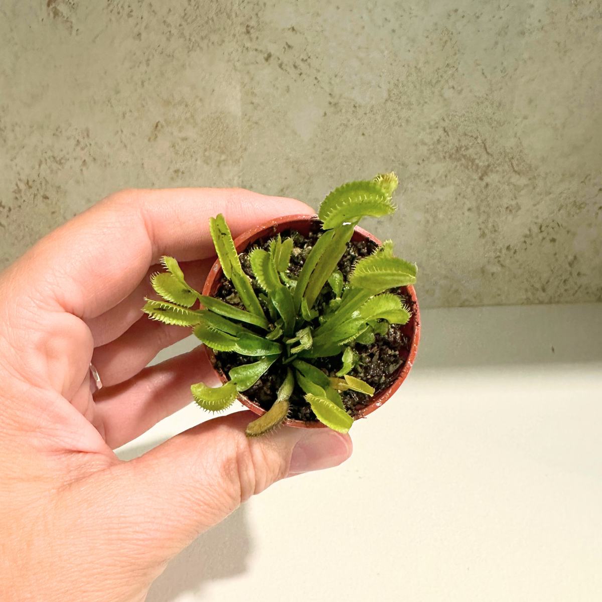 Venus Fly Trap - Dionaea Muscipula "Dente"