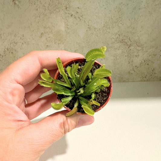 Venus Fly Trap - Dionaea Muscipula "Dente"