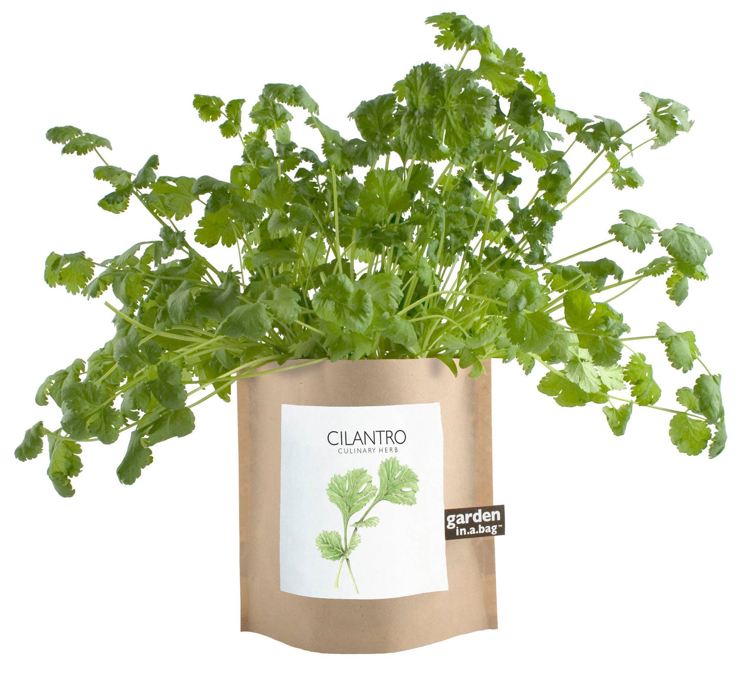 Garden in a Bag | Cilantro