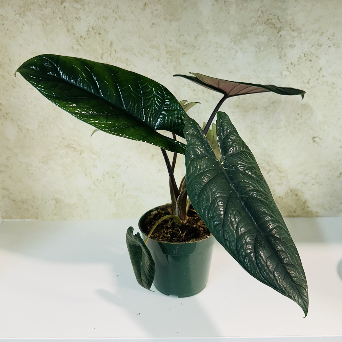 Alocasia Scalprum
