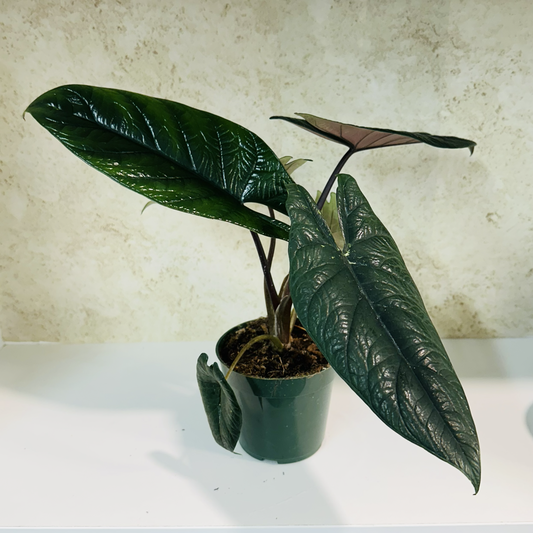Alocasia Scalprum