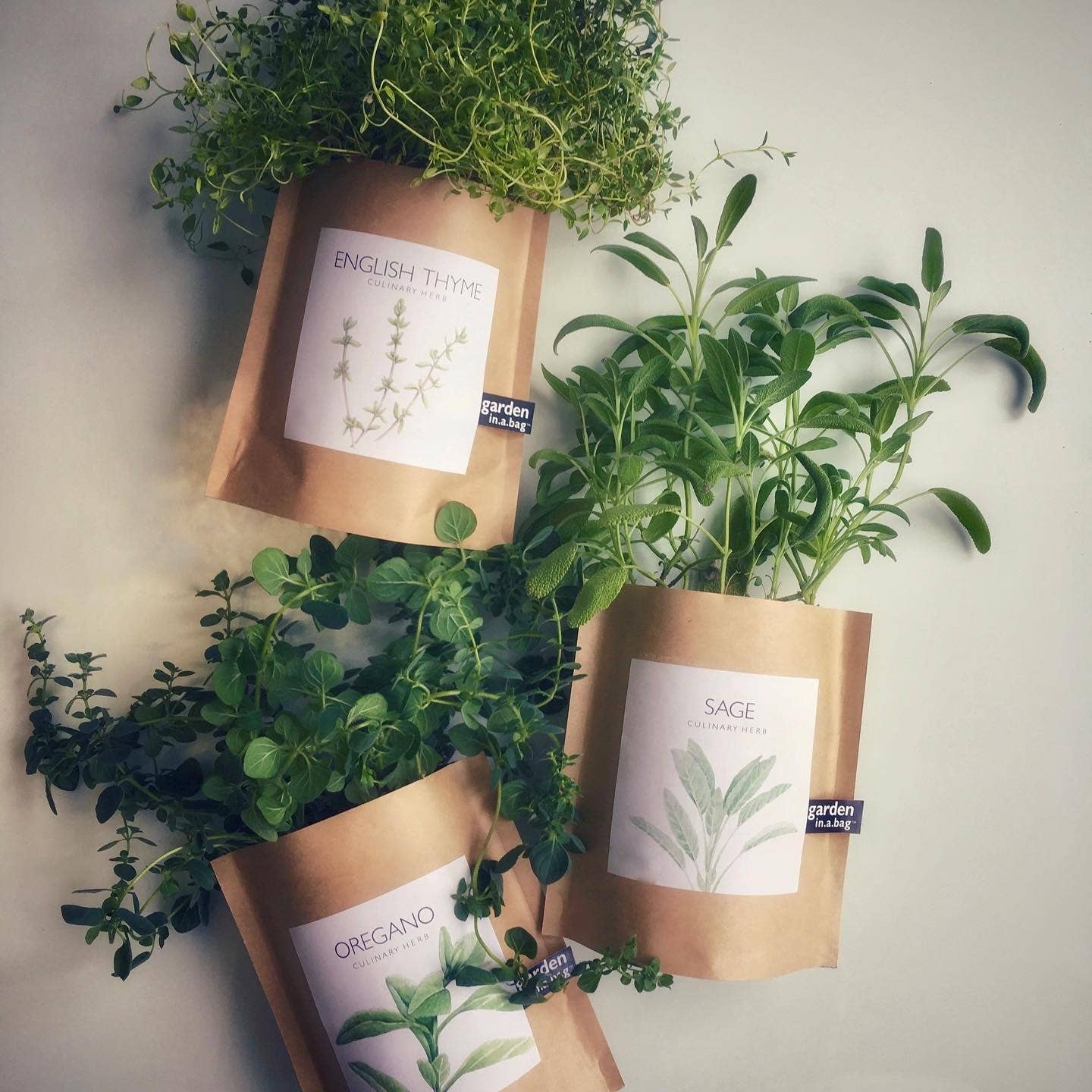 Garden in a Bag | English Thyme