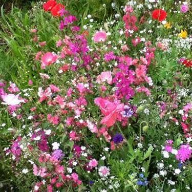 Flower Seed Mix - Cut Flower