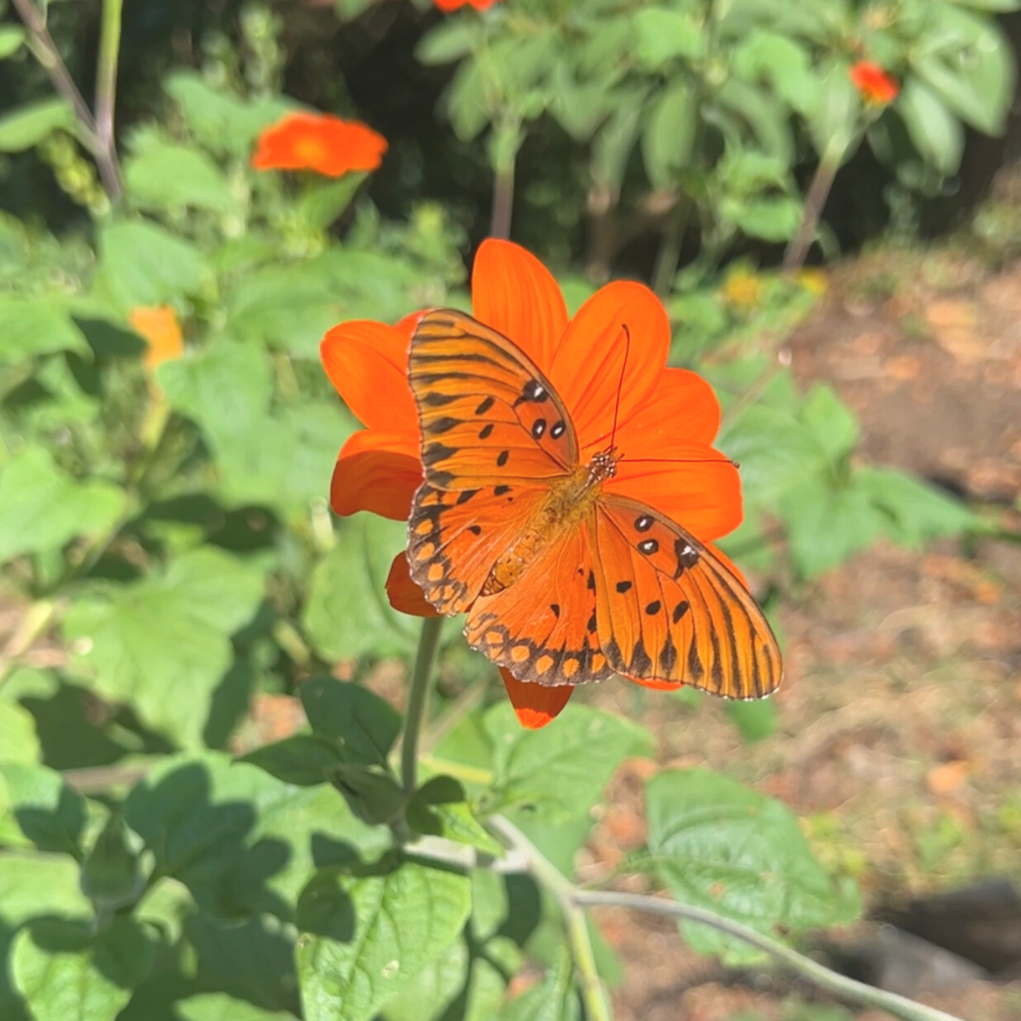 Mexican Sunflower Tarot Garden + Gift Seed Packet