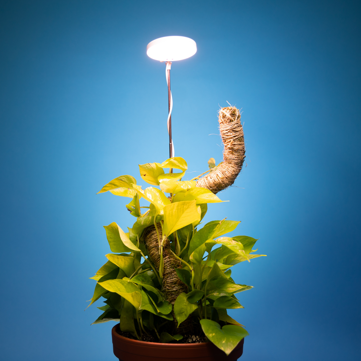 Adjustable LED Plant Light