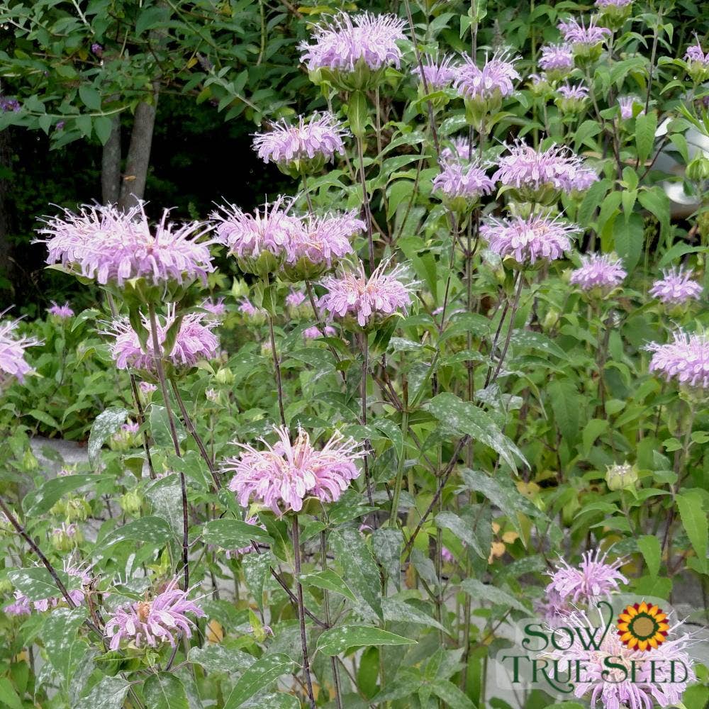 Bee Balm Seeds- Lemon Mint