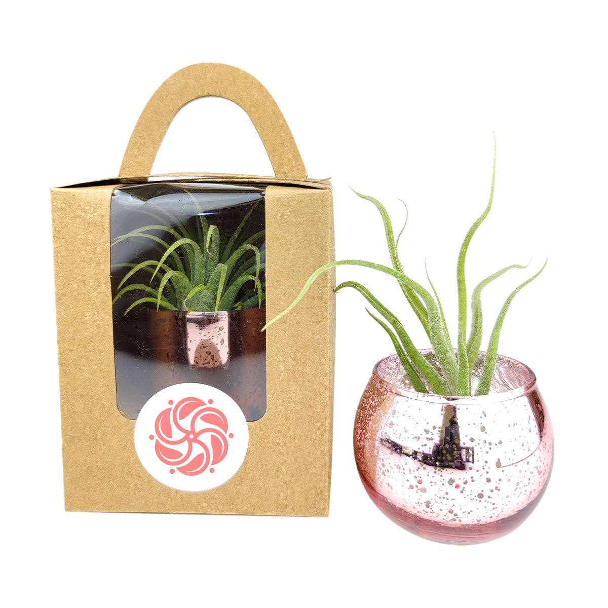 Plant Carrier Bag, Succulent Gift Box, Holiday Gift Ideas