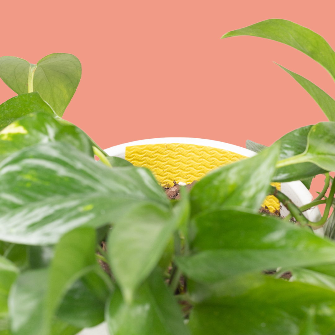 We the wild Compostable Gnat Traps