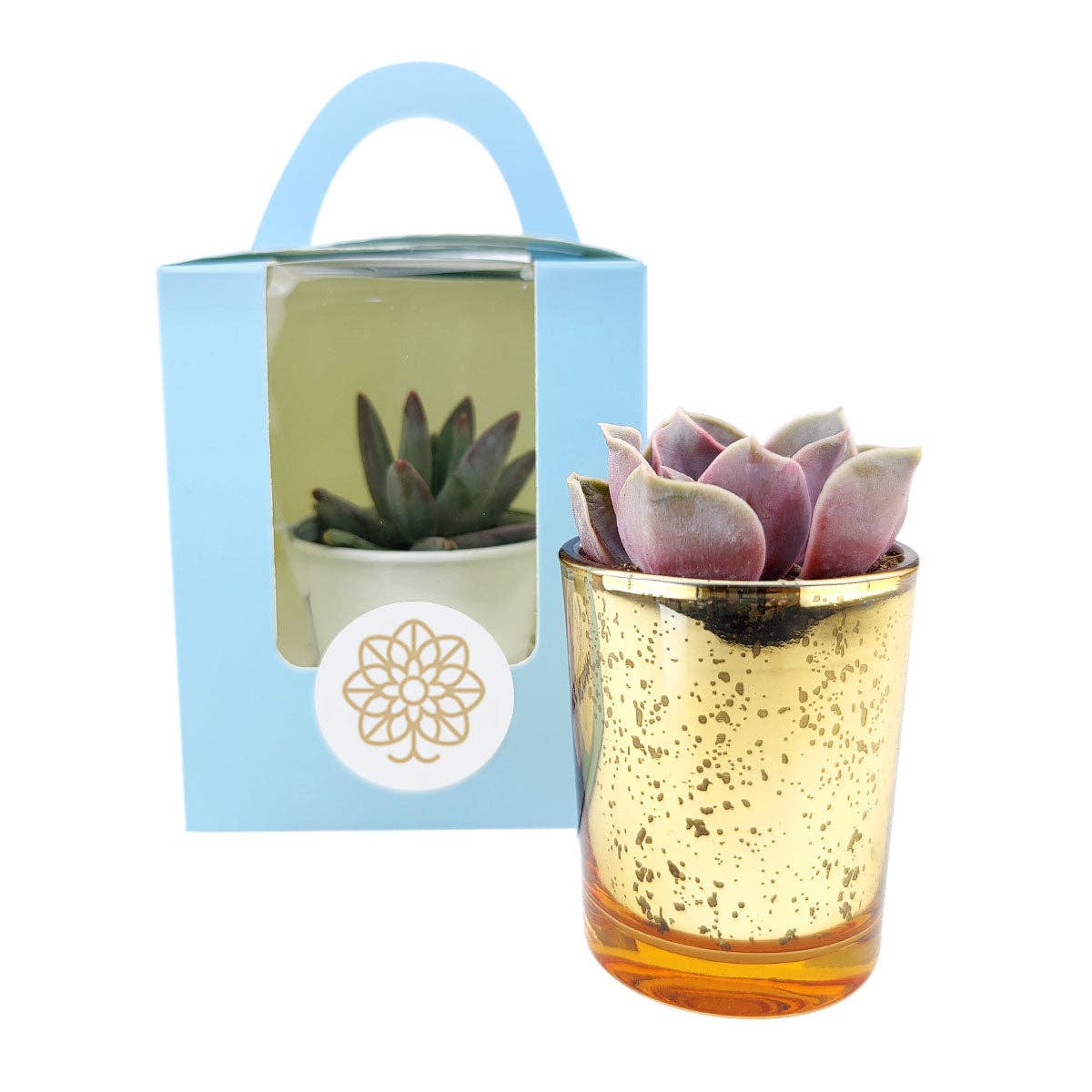 Plant Carrier Bag, Succulent Gift Box, Holiday Gift Ideas