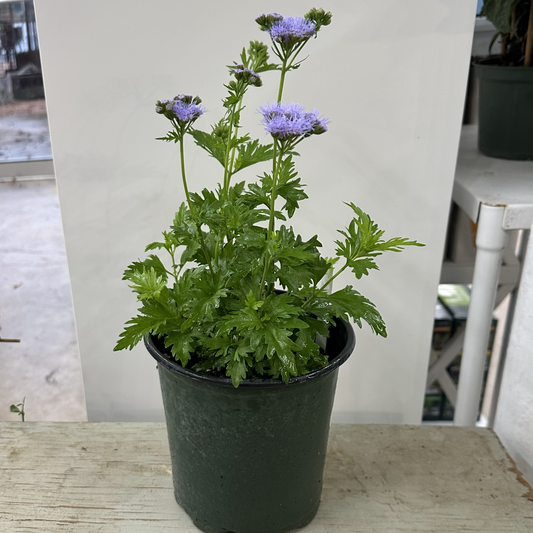 Gregg's Mist Flower Gallon Size