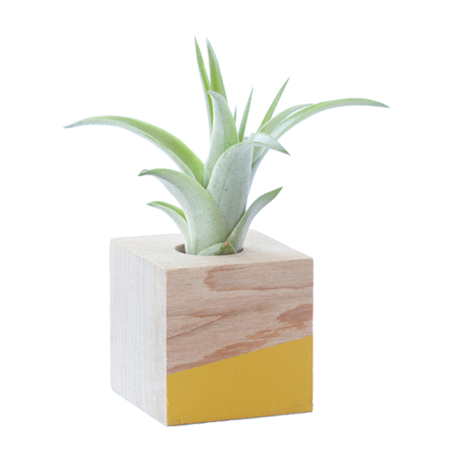 Cube Air Plant Magnet - Yellow