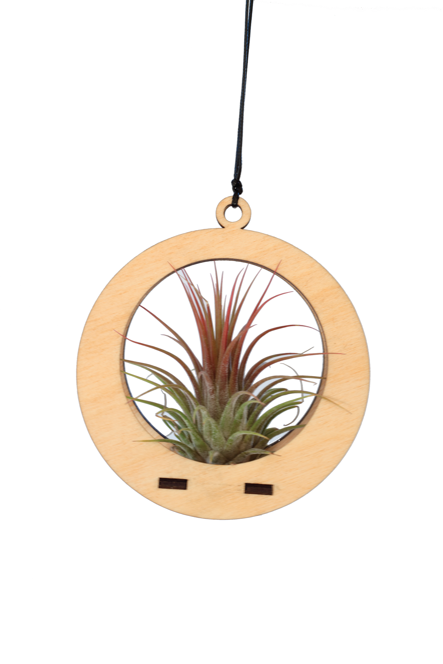 Mini Air Plant Hanger Circle Maple