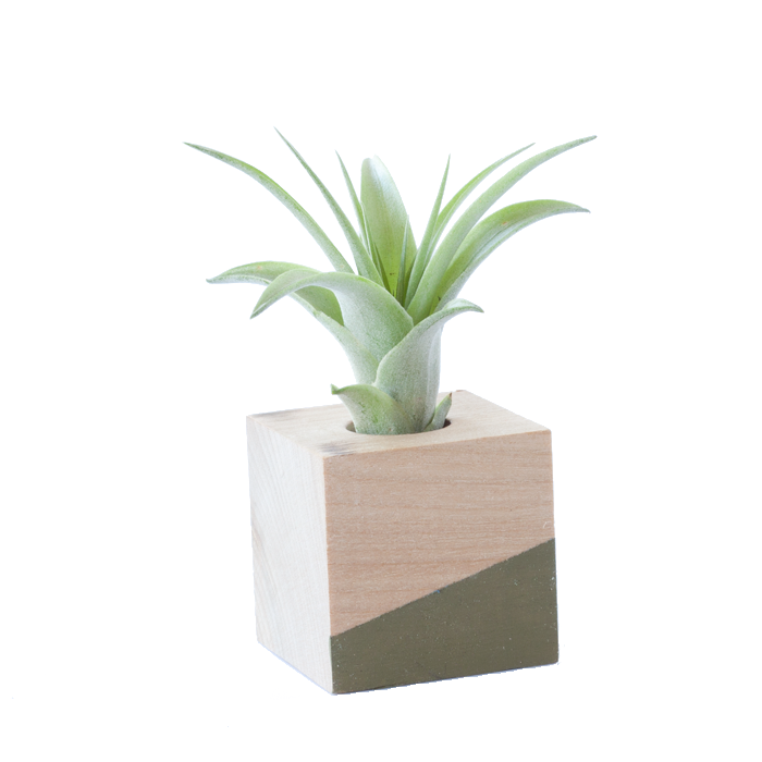 Cube Air Plant Magnet - Olive