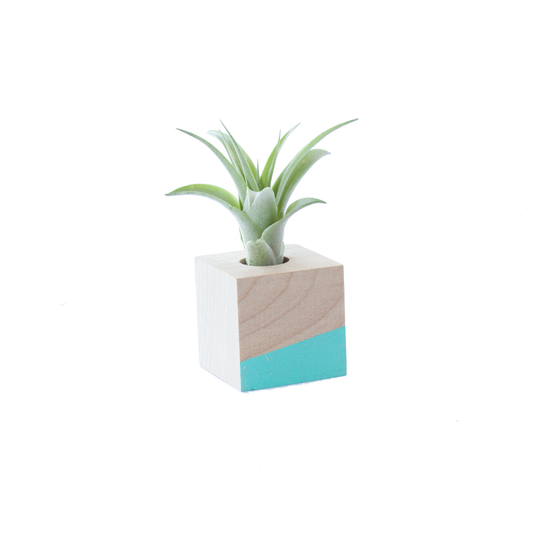 Cube Air Plant Magnet - Blue