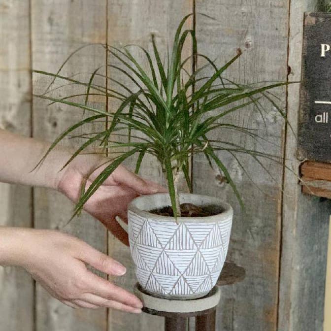 Elemental Cement Planter Triangle