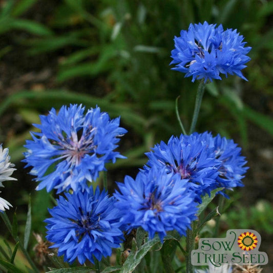 Bachelor Button Seeds - Tall Blue